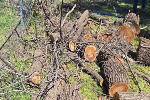 Professional Tree Trimming & Pest Treatment in Fayetteville