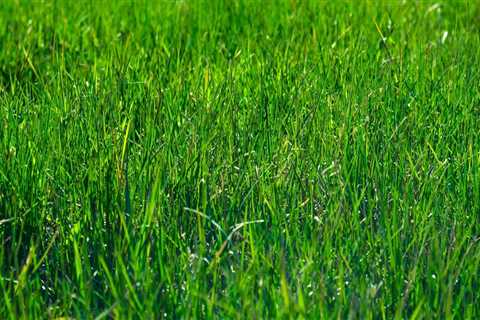 Enhance Your Concord Lawn with Expert Land Clearing & Care