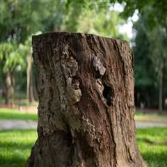 Sustainable Tree Maintenance Strategies for Real Estate Assets