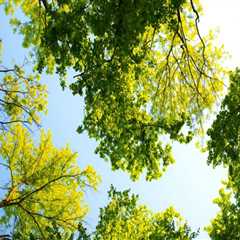 Essential Tree Maintenance Strategies for Real Estate Assets