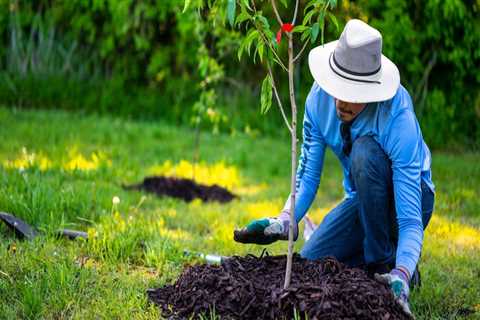 The Impact of Tree Maintenance on Real Estate Aesthetics and Value