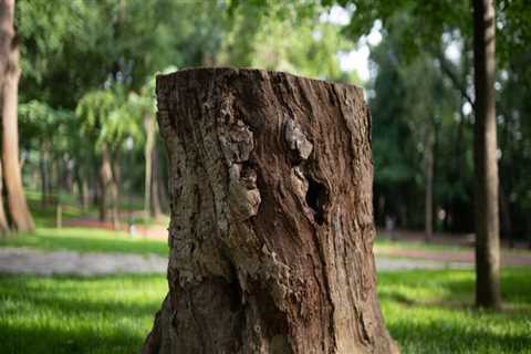 Sustainable Tree Maintenance Strategies for Real Estate Assets