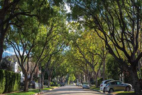 The Critical Role of Tree Maintenance in Enhancing Real Estate Value
