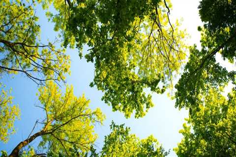 Essential Tree Maintenance Strategies for Real Estate Assets