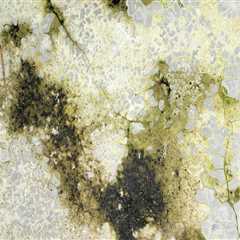 What Happens After a Positive Mold Inspection Report