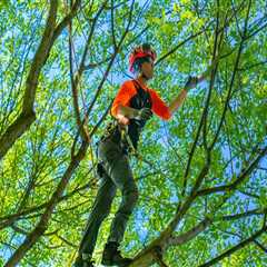 Tree Care Services That Promote Long-Term Tree Health