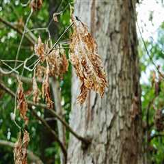 Effective Strategies for Safely Removing Dead or Dying Trees