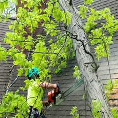 Understanding the Importance of Tree Inspections for Storm Damage Prevention