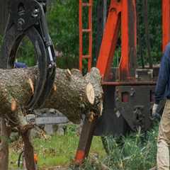 What to Do When a Tree Blocks Your Path: A Guide to Tree Safety