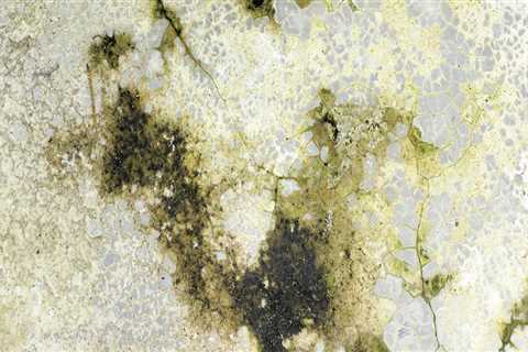 What Happens After a Positive Mold Inspection Report