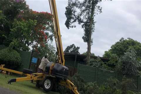 Understanding Tree Safety When Operating Heavy Equipment