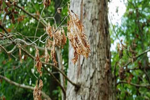 Effective Strategies for Safely Removing Dead or Dying Trees