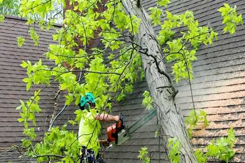 Understanding the Importance of Tree Inspections for Storm Damage Prevention