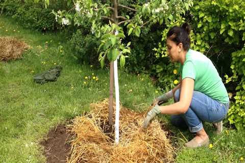 Ensuring Tree Safety on Your Property: Essential Tips and Best Practices