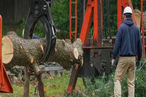 What to Do When a Tree Blocks Your Path: A Guide to Tree Safety