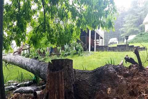 Understanding Tree Risk Assessment: Importance and Process