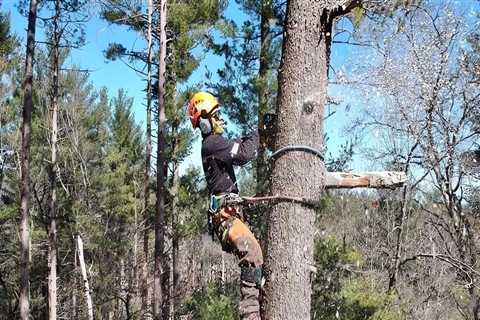 Understanding Tree Risk Assessment: Identifying and Mitigating Potential Risks Associated with Trees