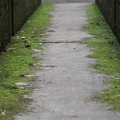 Why Tree Inspection Matters for Effective Water Mitigation in Kennewick Homes