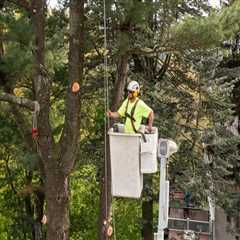 How Tree Pruning Can Prevent Obstacles on Moving Day
