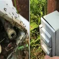 Outdoor Pest Control and the Subtle Role of Electrical System Safety