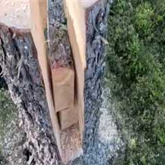 Tree Felling Techniques That Support Better Water Flow and Drainage