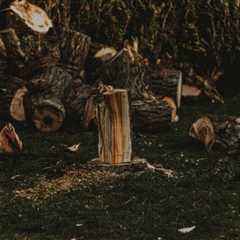 2026 Ultimate Guide to Stump Removal Near Me: Expert Solutions for a Safer Yard