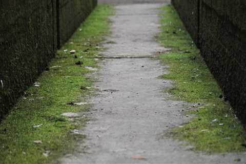 Why Tree Inspection Matters for Effective Water Mitigation in Kennewick Homes