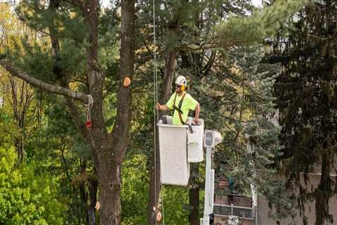 How Tree Pruning Can Prevent Obstacles on Moving Day