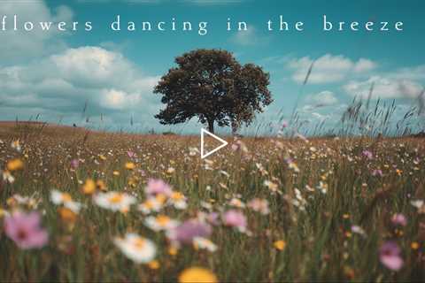 Flowers dancing in the breeze | Piano Playlist