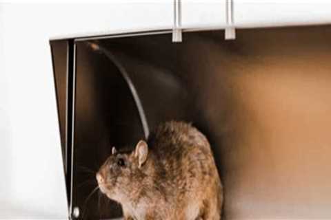 Why Rodent Removal Matters for Protecting Home Infrastructure