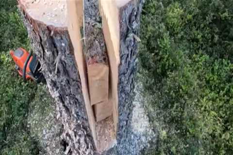 Tree Felling Techniques That Support Better Water Flow and Drainage
