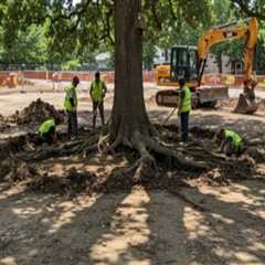 Understanding Tree Excavation: Can It Be Done on All Types of Trees?