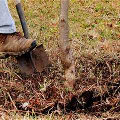 Replanting Trees After Excavation: What You Need to Know
