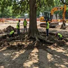 Understanding Tree Excavation: Depth, Techniques, and Best Practices