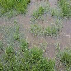 Identifying Overwatering and Underwatering Signs in Turf Management
