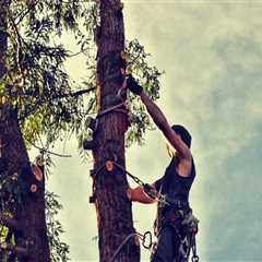 Tree Risk Assessment in Maysville, WV: Protecting Properties Through Proactive Tree Care