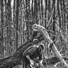 Why Tree Removal Service Strengthens Landscaping Services in Maysville
