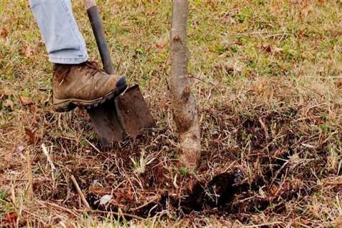 Replanting Trees After Excavation: What You Need to Know