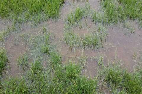 Identifying Overwatering and Underwatering Signs in Turf Management