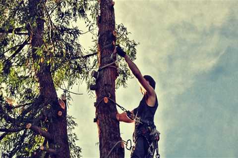 Tree Risk Assessment in Maysville, WV: Protecting Properties Through Proactive Tree Care