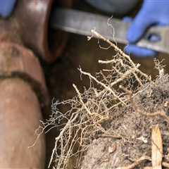 Why Tree Removal Projects Often Require Careful Consideration of Existing Plumbing Layouts
