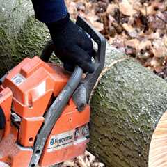 How Hedge Trimming in Virginia Beach Complements Tree Excavation for a More Polished Landscape