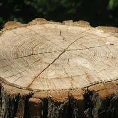 Stump Grinding in Norfolk: Improving Your Landscaping Tree Outdoor Space with Expert Care