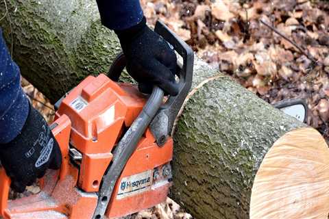 How Hedge Trimming in Virginia Beach Complements Tree Excavation for a More Polished Landscape