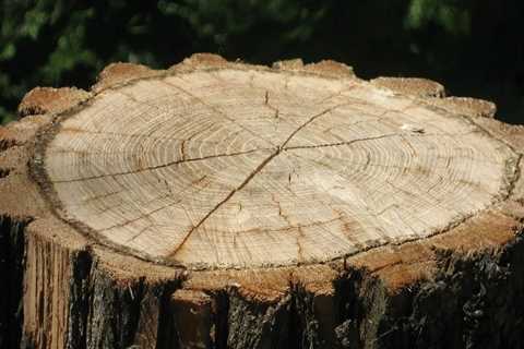 Stump Grinding in Norfolk: Improving Your Landscaping Tree Outdoor Space with Expert Care